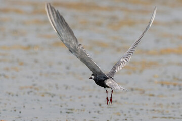 Guifette moustac,.Chlidonias hybrida,  Whiskered Tern
