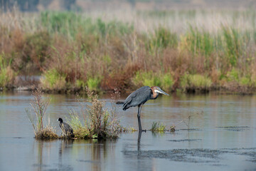 Héron goliath,.Ardea goliath , Goliath Heron, Afrique du Sud