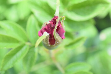 pink flower of a rose