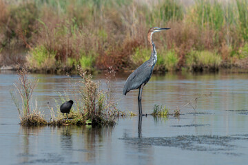 Héron goliath,.Ardea goliath , Goliath Heron, Afrique du Sud