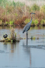 Héron goliath,.Ardea goliath , Goliath Heron, Afrique du Sud