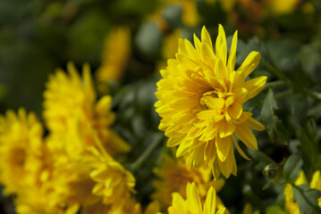 yellow flower with green leaves