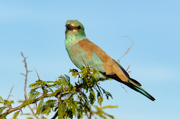 Rollier d'Europe,.Coracias garrulus, European Roller