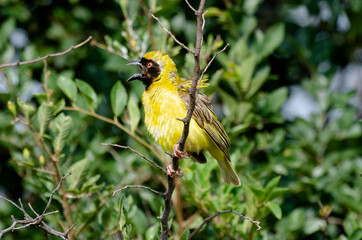 Tisserin intermédiaire,.Ploceus intermedius, Lesser Masked Weaver