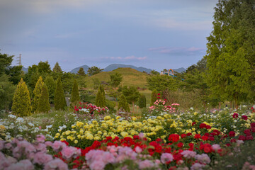 blurred flowers in the foreground with a hill, tree, and mountains.