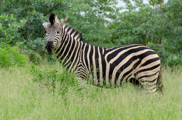 Obraz premium Zèbre de Burchell, Equus quagga, Parc national Kruger, Afrique du Sud