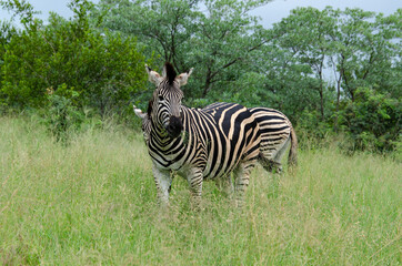 Zèbre de Burchell, Equus quagga, Parc national Kruger, Afrique du Sud