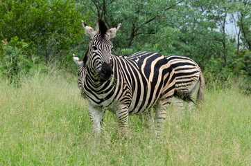 Zèbre de Burchell, Equus quagga, Parc national Kruger, Afrique du Sud