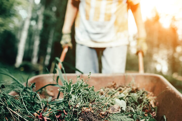 Woman in gloved hands carrying dry leaves and branches in old metal wheelbarrow