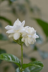 Obraz na płótnie Canvas Beautiful dual Jasmine flowers with soft background