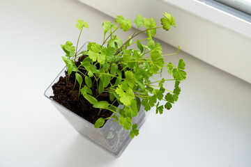 Parsley seedlings on windowsill. Home planting and food growing, microgreens in transparent pot