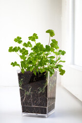 Growing parsley seedlings in transparent pot. Micro greens on windowsill. Selective focus, vertical view.