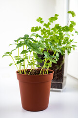 Basil and parsley sprouts in pots on windowsill. Growing microgreens at home, vertical view, selective focus.