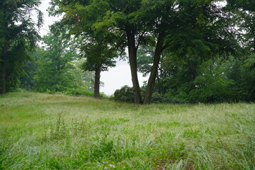 Fototapeta na wymiar Parklandschaft an der Havel bei regnerischem Wetter