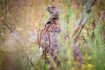 Bażant zwyczajny (Phasianus colchicus) © Tomasz