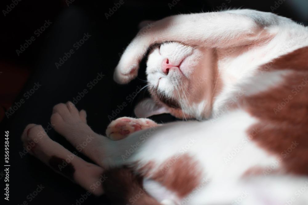 Wall mural banner of cat cover t face while sleeping. sleeping cat cute little white and brown kitten sleeps. r