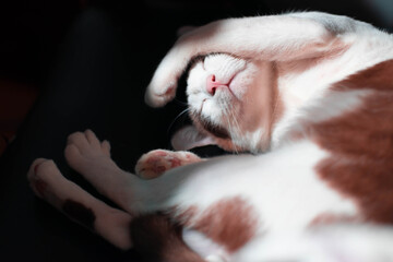 Banner of CAT COVER T FACE WHILE SLEEPING. Sleeping cat cute little white and brown kitten sleeps. Relaxation concept idea background