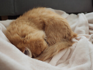 毛布の上で寝る猫のマンチカン