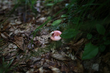 red mushroom in the forest