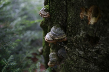 
mushrooms on a tree