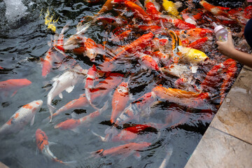 japanese koi fish in pond 
