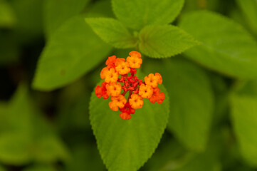 Beautiful orange tropical flowers Common Lantana (Lantana camara) introduced in Seychelles
