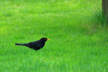 male blackbird in the garden