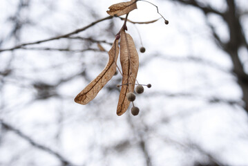 branch of a tree with snow