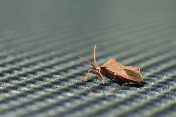Dock bug (Coreus marginatus) on a gray metal backround