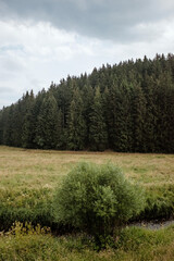 Rainy green forest in the fog