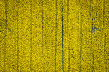 Drone photo of yellow blooming rapeseed field in Rogow village in Lodz Province of Poland