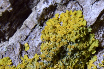 Xanthoria parietina - Lichen at night - Trójmiejski Park Krajobrazowy – Obrzeże – Chwarzno-Wiczlino