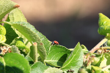 Ladybird in garden, close up