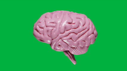 8K 3D rendered Realistic Brain with Light Pink tinted on Green Screen
