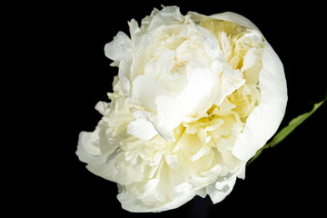 Beautiful full bloom of a white Damask flower in macro shot.