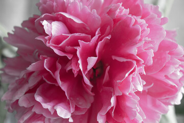 Pink petals of a blooming peony close-up. The flower Bud