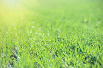 Fototapeta premium Young green wheat grows in the field. Rows with sprouts of wheat. Sunny spring morning.