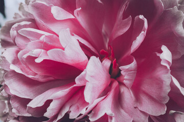 Fototapeta na wymiar Pink petals of a blooming peony close-up. The flower Bud