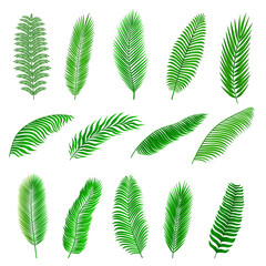 Fototapeta na wymiar Collection of vector green tropical palm leaves. Gradient. Bright and decorative leaves for your design for fabrics, cards, banners, advertising posters. Isolated on a white background.