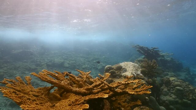 Seascape in shallow water of coral reef in the Caribbean Sea / Curacao with Elkhorn Coral and view to surface and sunbeams