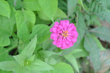 Obraz premium pink and white flower