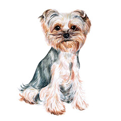 Watercolor illustration of a funny dog. Hand made character. Portrait cute dog isolated on white background. Watercolor hand-drawn illustration. Popular breed dog. Yorkshire terrier dog