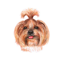 Watercolor illustration of a funny dog. Hand made character. Portrait cute dog isolated on white background. Watercolor hand-drawn illustration. Popular breed dog. Yorkshire terrier dog