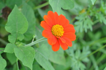 orange zinnia flower