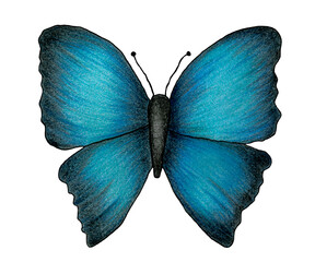 hand drawn blue and black colored butterfly isolated on white, colored pencil illustration with tropical butterfly
