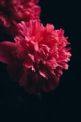 Beautiful red peonies on a dark background close-up.