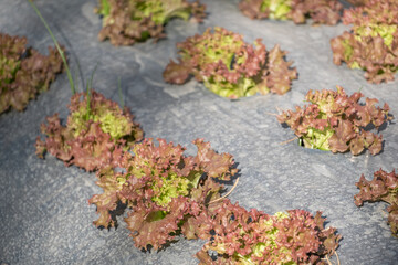 lettuce leaves on black plasstic cover  vegetable bed in the vegetable field in gardening background