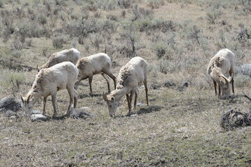 Obraz na płótnie Canvas Big horn sheep, yellowstone, USA