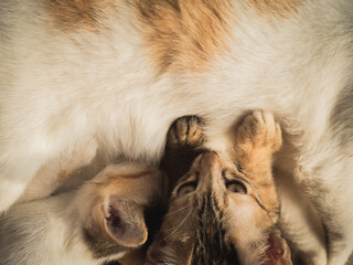 Thai male and female brown tabby, looking above, stared at the camera. While eating and ate milk from the mother's breast
