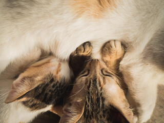 Obraz premium The male and female brown tabby, Thai breed, is eating and feeding from the mother's breast.